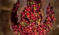 双重水洗法是怎样诱发肯尼亚咖啡酸质的?