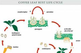 咖啡叶锈病:过去,现在和未来（二）