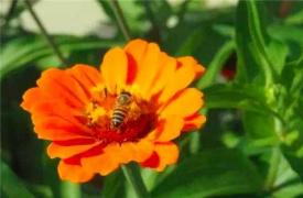 蜜蜂有助提高咖啡质量?