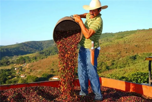 巴西咖啡产量5700-6200万袋