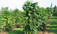 种好咖啡树需要做哪些准备?