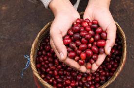 云南咖啡生豆目标价格保险惠及广大咖农