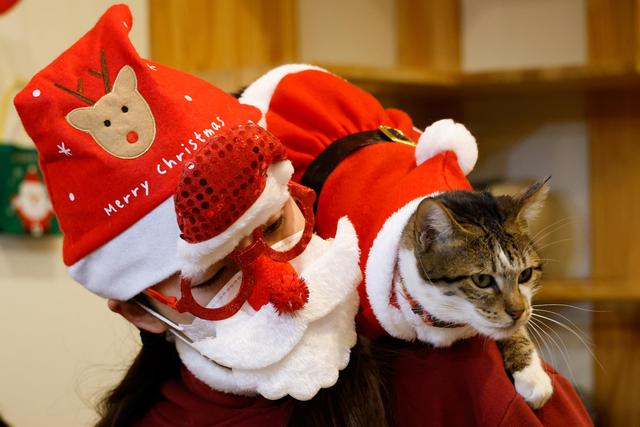 猫咪咖啡馆里的圣诞气息8