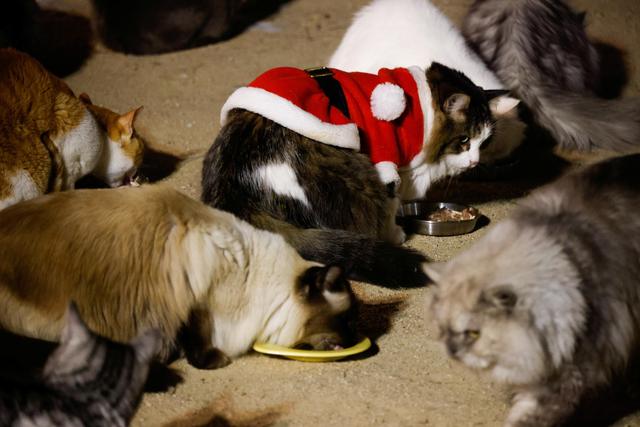 猫咪咖啡馆里的圣诞气息9