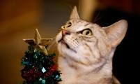 猫咪咖啡馆里的圣诞气息