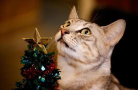 猫咪咖啡馆里的圣诞气息