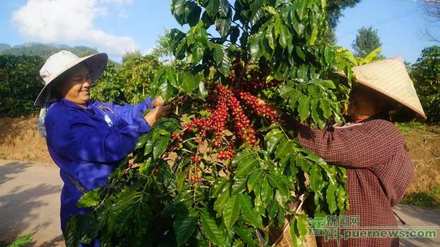 普洱景谷：咖啡开摘咖农增收