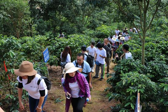 普洱景谷：咖啡开摘咖农增收 2