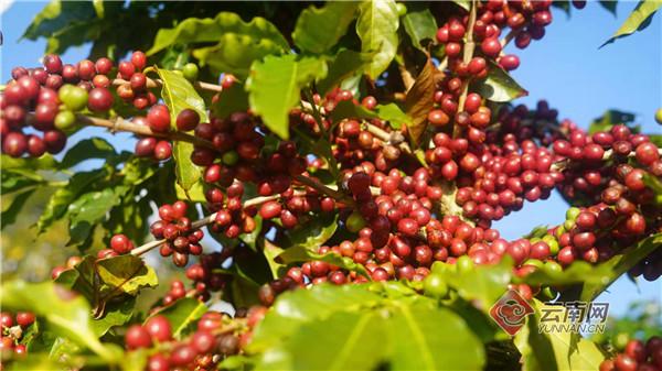 普洱景谷：咖啡开摘咖农增收 3