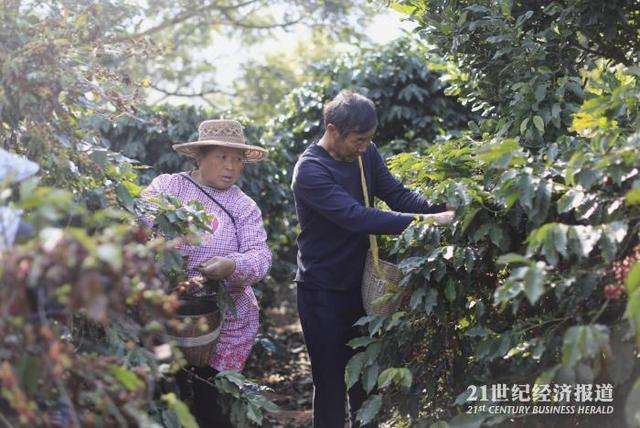 张和云在咖啡园采摘咖啡 