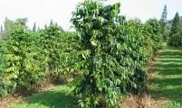 景东县与诚泰保险联合开展咖啡树种植保险工作 预计参保咖啡种植面积达3300亩