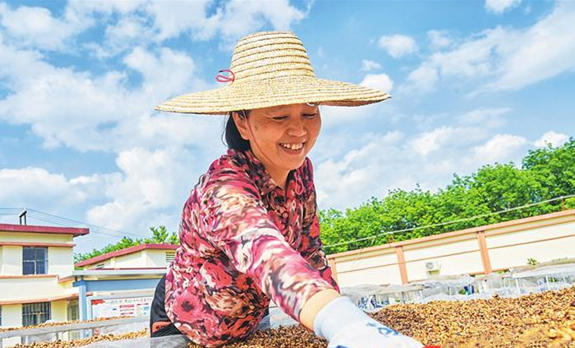 海垦大丰咖啡产业集团的职工正在晾晒咖啡豆