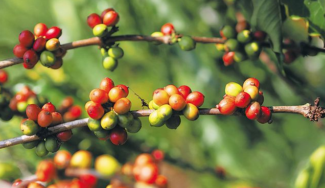 大丰咖啡种植基地里的咖啡果陆续成熟