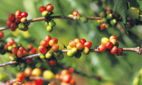 大丰咖啡产业集团 创新产品研发 从单一化走向多元化