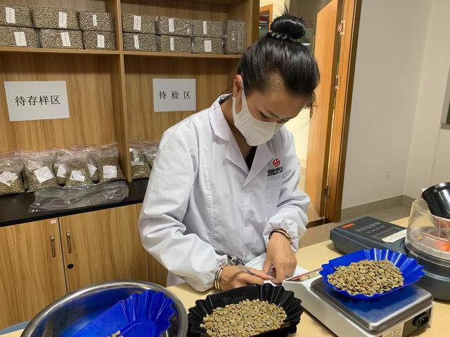 云南国际咖啡交易中心工作人员正在进行咖啡生豆物性检测