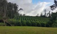 云南保山：力争5年内打造10个以上精品咖啡庄园