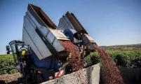 巴西咖啡豆主产区遭冻害 全球咖啡期货价格暴涨超30％