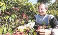 “普洱咖啡”喜获国家地理标志产品保护