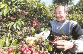“普洱咖啡”喜获国家地理标志产品保护