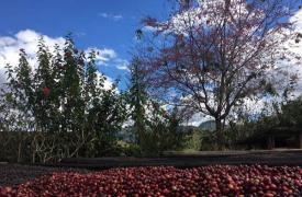 星巴克云南“星”计划助力云南咖啡产业精品化发展