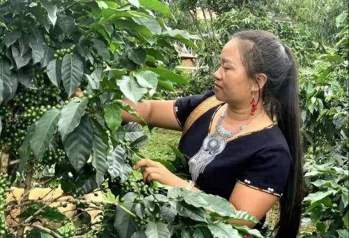 云南孟连芒冒村：靠种植咖啡实现增收致富2