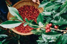 越南多举措扩大咖啡出口优势