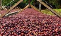 受气候变化影响 巴西咖啡、橘子等主要出口农产品减产