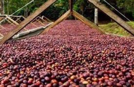 受气候变化影响 巴西咖啡、橘子等主要出口农产品减产
