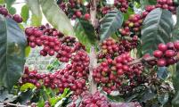 云南孟连：咖啡红果挂满枝 咖农采摘话丰收