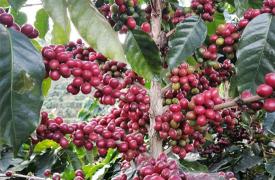 云南孟连：咖啡红果挂满枝 咖农采摘话丰收
